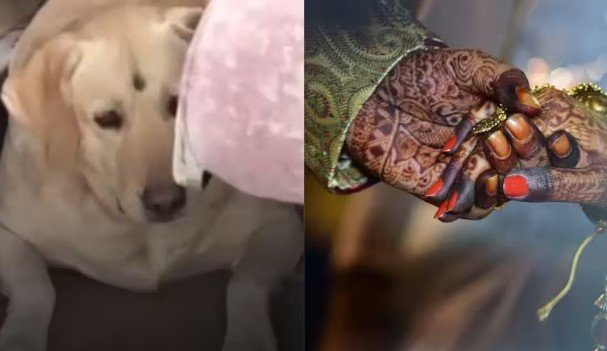 यूपी में पालतू जानवर को लेकर छिड़ी बहस, दुल्हन ने पालतू कुत्ते को पीटने पर तोड़ी शादी यूपी में पालतू जानवर को लेकर छिड़ी बहस, दुल्हन ने पालतू कुत्ते को पीटने पर तोड़ी शादी