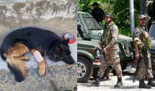 आतंकियों के ठिकाने तक ले गया ‘टायसन’, गोली से हो गया घायल; आतंकियों के ठिकाने तक ले गया ‘टायसन’, गोली से हो गया घायल;